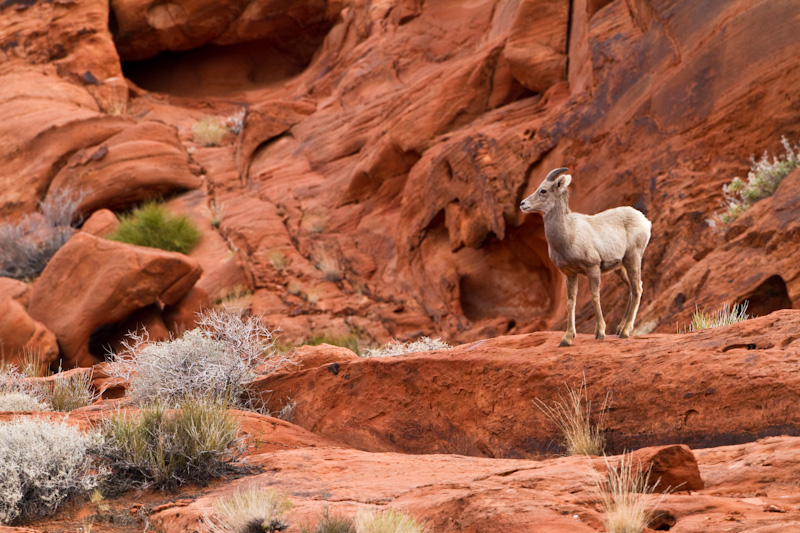 Bighorn On Slickrock